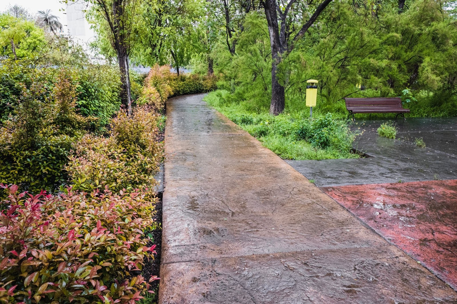 A concrete sidewalk runs through trees and plants in the rain.
